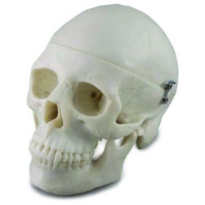 Mini Skull