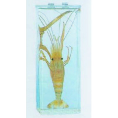 Crayfish Specimen, Plain, Home Science Tools