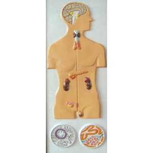 Model of Endocrine System