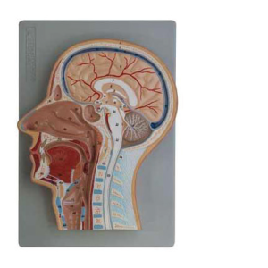 Median Section of Head (relief model)