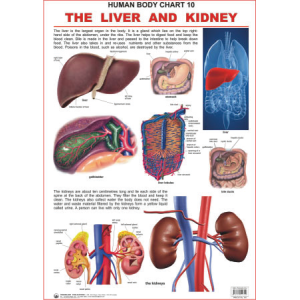 The Liver And Kideny Chart