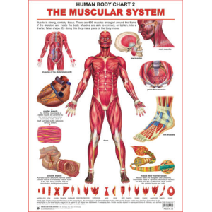 The Muscular System Chart