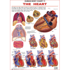 The Heart Chart