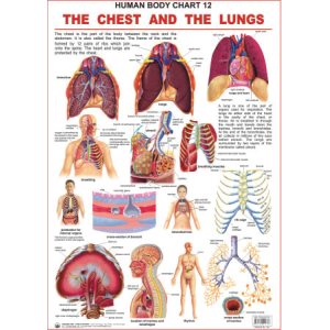 The Chest And The Lungs Chart