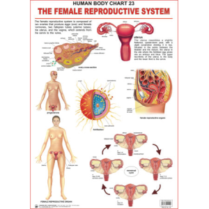 The Female Reproductive System Chart