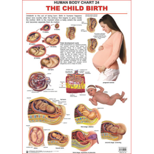 The Child Birth Chart