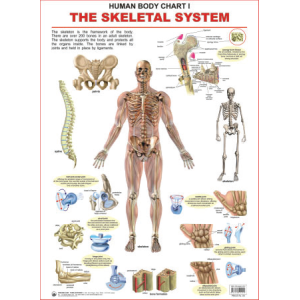 The Skeletal System Chart