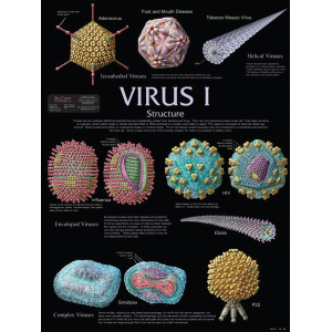 Virus I Structure Chart