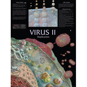 Virus II Replication Chart