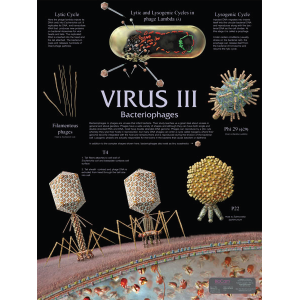 Virus III Bacteriophages Chart