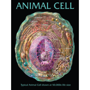 Animal Cell Chart