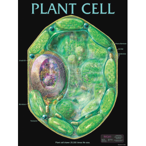 Plant Cell Chart