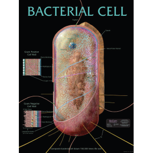 Bacterial Cell Chart