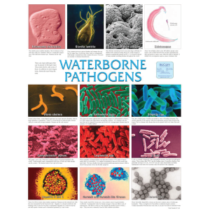 Waterborne Pathogens Chart