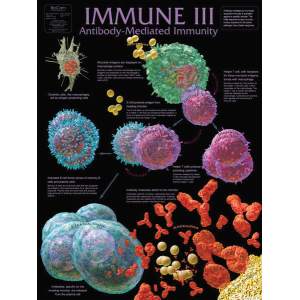 Immune III Antibody-Mediated Immunity Chart