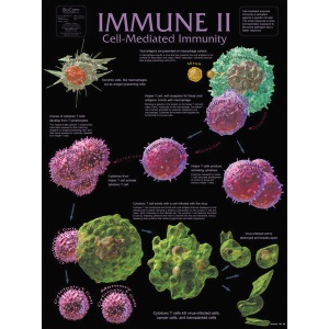 Immune II Cell-Mediated Immunity Chart