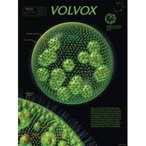 Volvox Chart