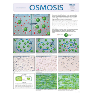 Osmosis Chart