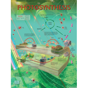 Photosynthesis Chart