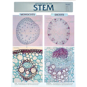 Histologu Of Stem Chart