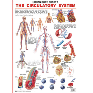 The Circulatory System Chart