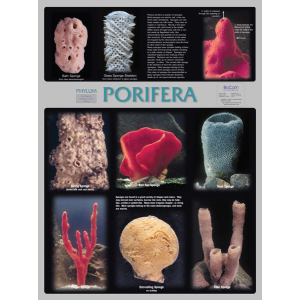 Porifera Chart