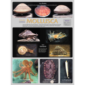 Mollusca Chart