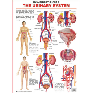 The Urinary System Chart