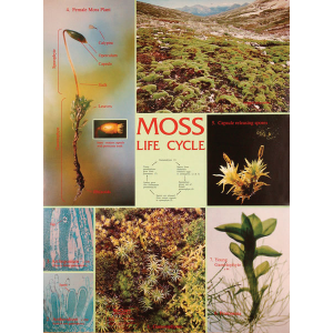 Moss Life Cycle Chart