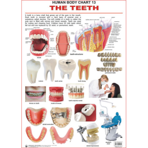 The Teeth Chart