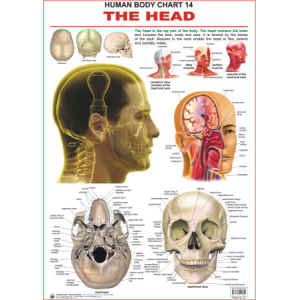 The Head Chart