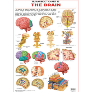 The Brain Chart