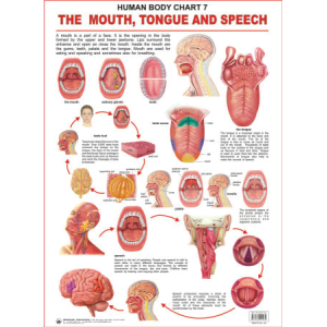 The Mouth, Tongue And Speech Chart