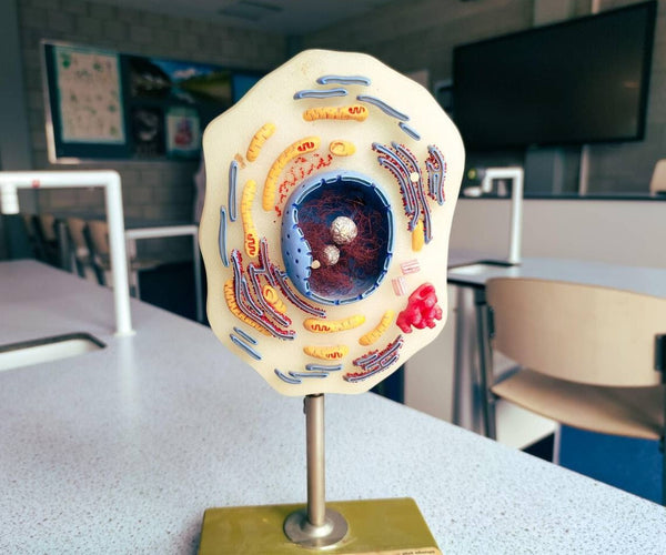 Cell & DNA Models – Vision International Medical & Scientific Supplies