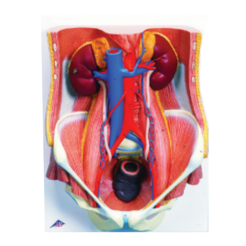 Male Urinary System Model