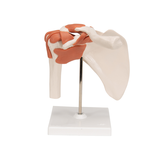 Shoulder Joint Model