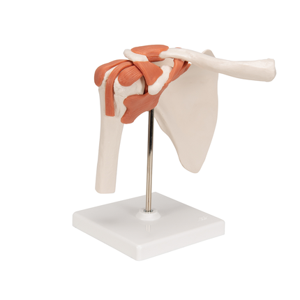 Shoulder Joint Model