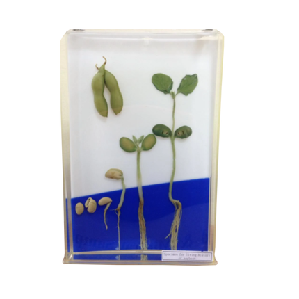 Specimen of Dicot Root Germination