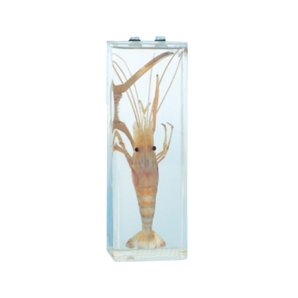 Specimen of Shrimps