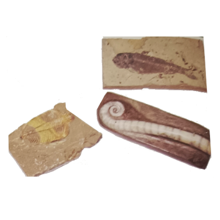 Fossil