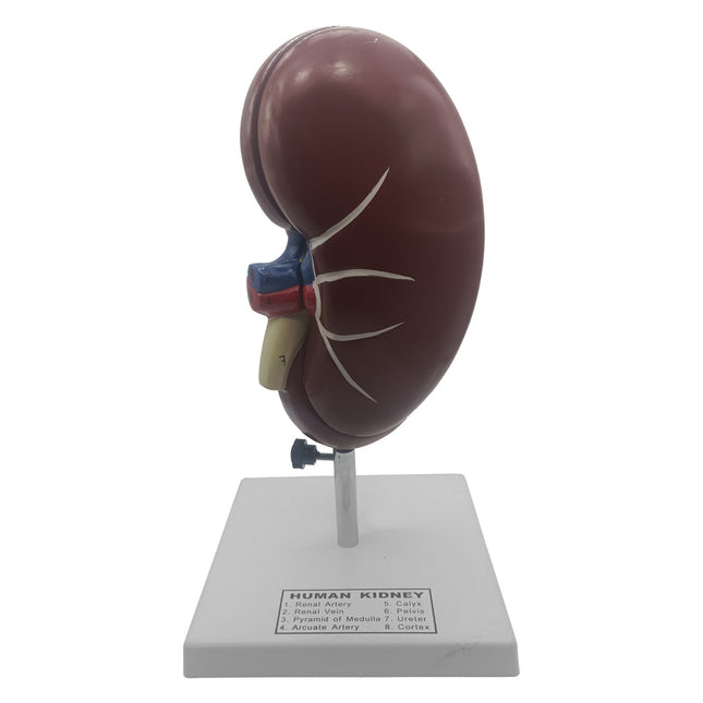 Human Kidney Model | 15.5cm x 15.5cm x 27cm