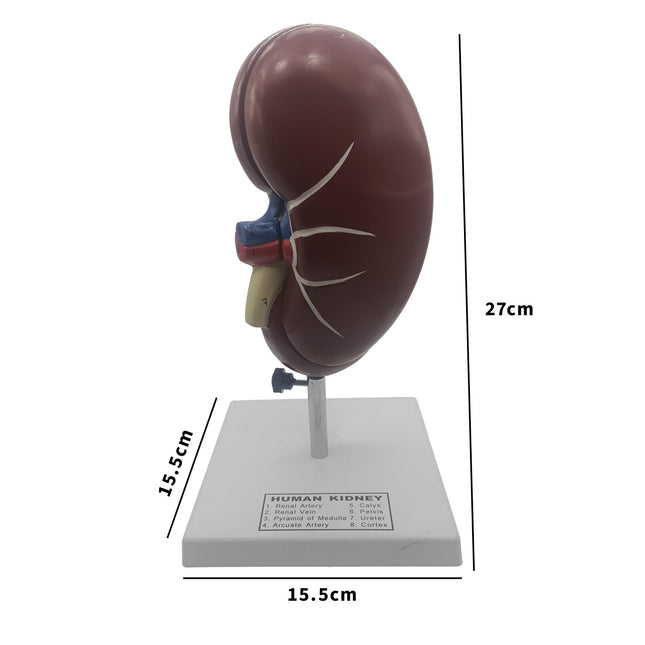 Human Kidney Model | 15.5cm x 15.5cm x 27cm