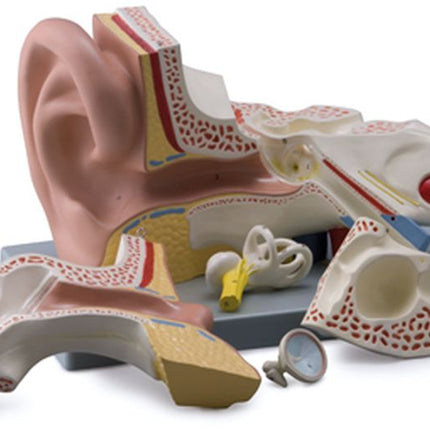 Expansion Anatomy Model of Ear Dissection (External, Middle & Internal Ear) 3 Parts