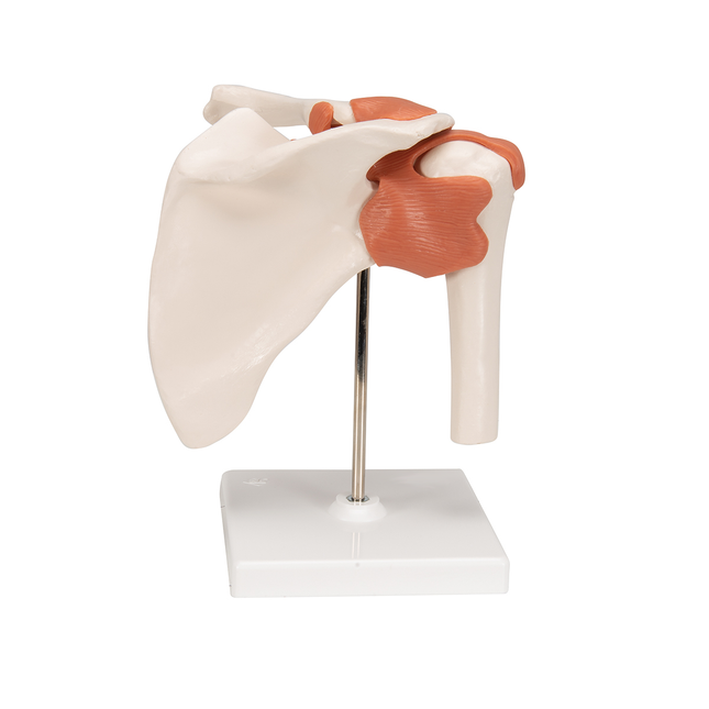 Shoulder Joint Model