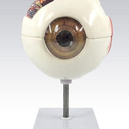 Human Eye Model