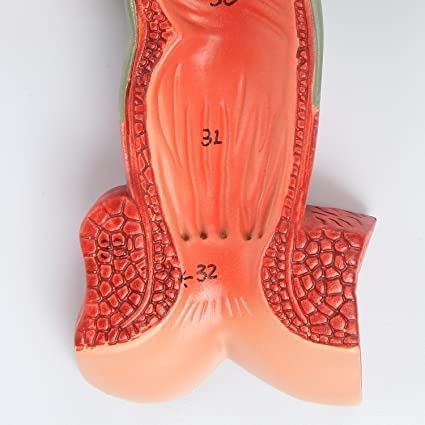 Digestive System Anatomy Model