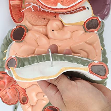 Digestive System Anatomy Model