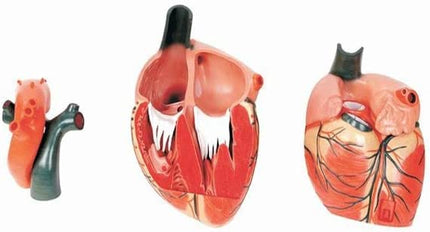 Human Heart Model