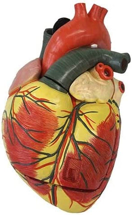 Human Heart Model