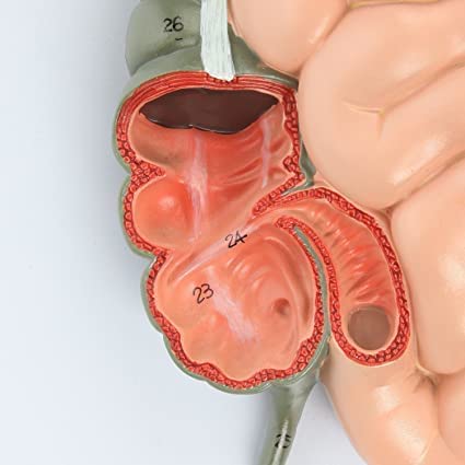 Digestive System Anatomy Model